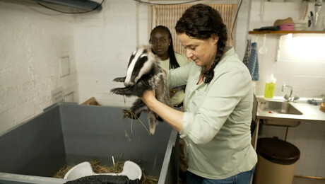 De das als beschermde diersoort